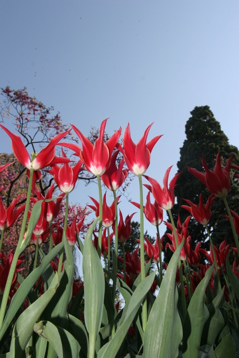 Tulipes a Morges 2007 - 215